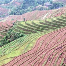 Dragon's Backbone rice terraces
